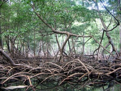 Parque Nacional Los Haïtises  Samaná